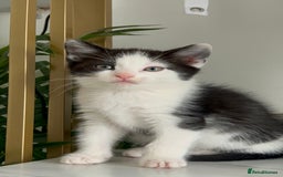 British Shorthair cats for sale: 3: beautiful kitten looking for new home in Slough - Image 2