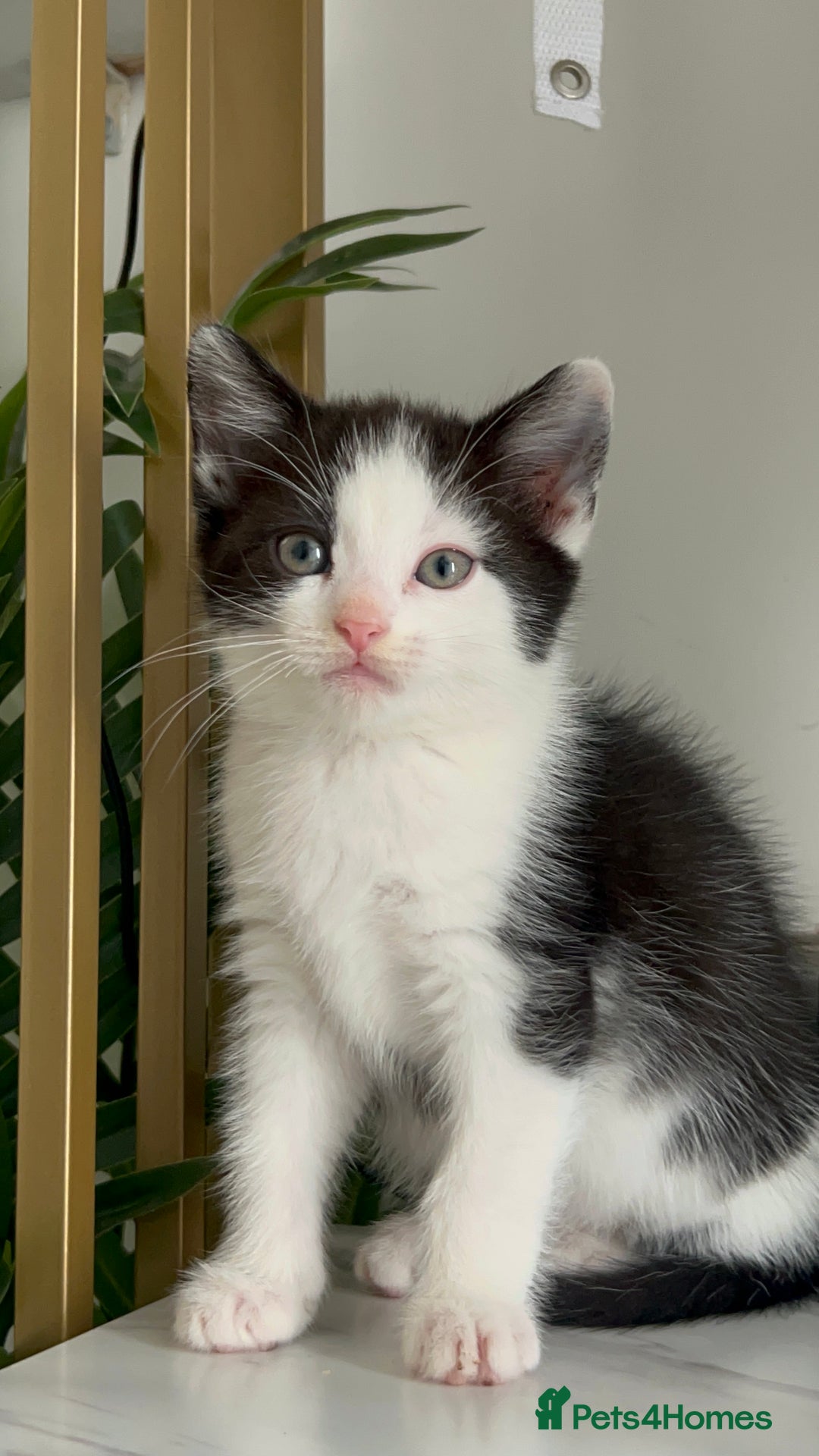 British Shorthair cats for sale: 3: beautiful kitten looking for new home in Slough - Image 2
