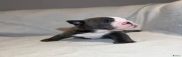 English Bulldog dogs for sale: Beautiful English Bulldog Puppies in Bristol - Advert 1