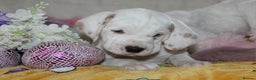 Dalmatian dogs for sale: Top quality Dalmatian puppies - Advert 16