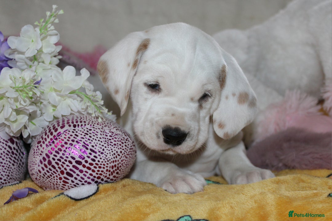 Dalmatian dogs for sale: Top quality Dalmatian puppies - Advert 16