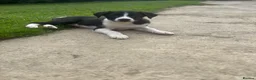 Border Collie dogs for sale: Working Border collie puppies  - Advert 3