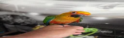 Conures birds for sale: Hand Reared Jenday Conures  in Scunthorpe - Advert 1