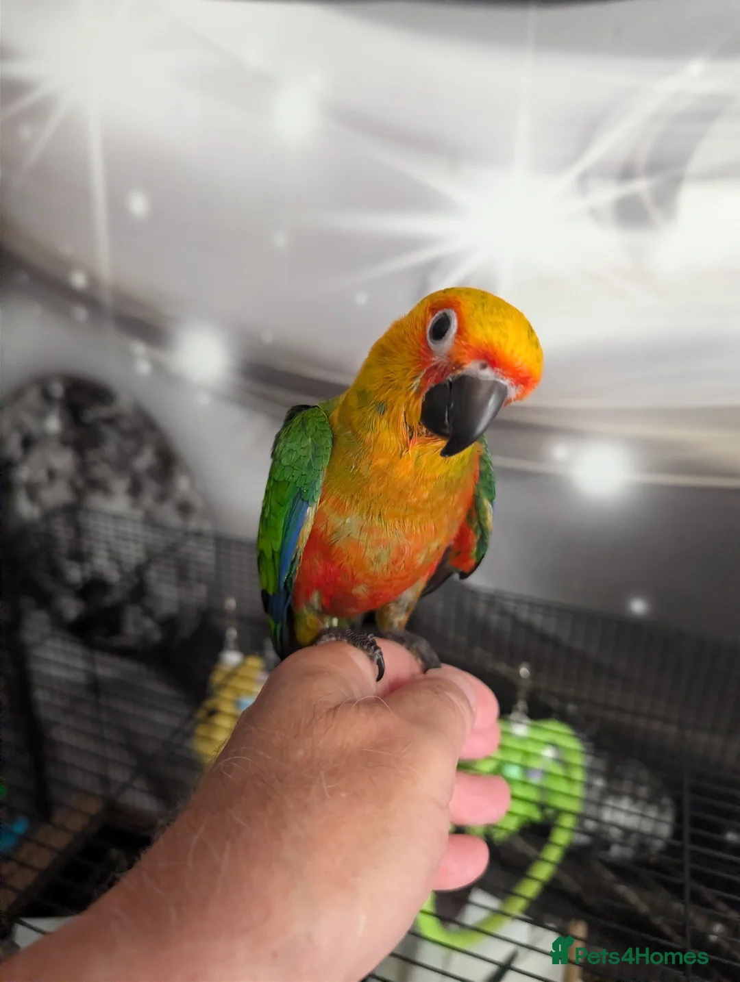 Conures birds for sale: Hand Reared Jenday Conures  in Scunthorpe - Advert 1