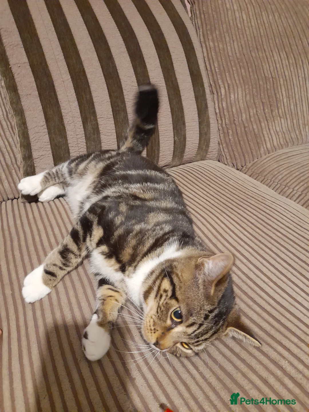 Domestic Shorthair cats for sale: Male 8 month old rex, having to put 50 but offers  - Advert 2
