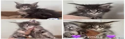Maine Coon cats for sale: Maine coon TICA reg - Advert 4