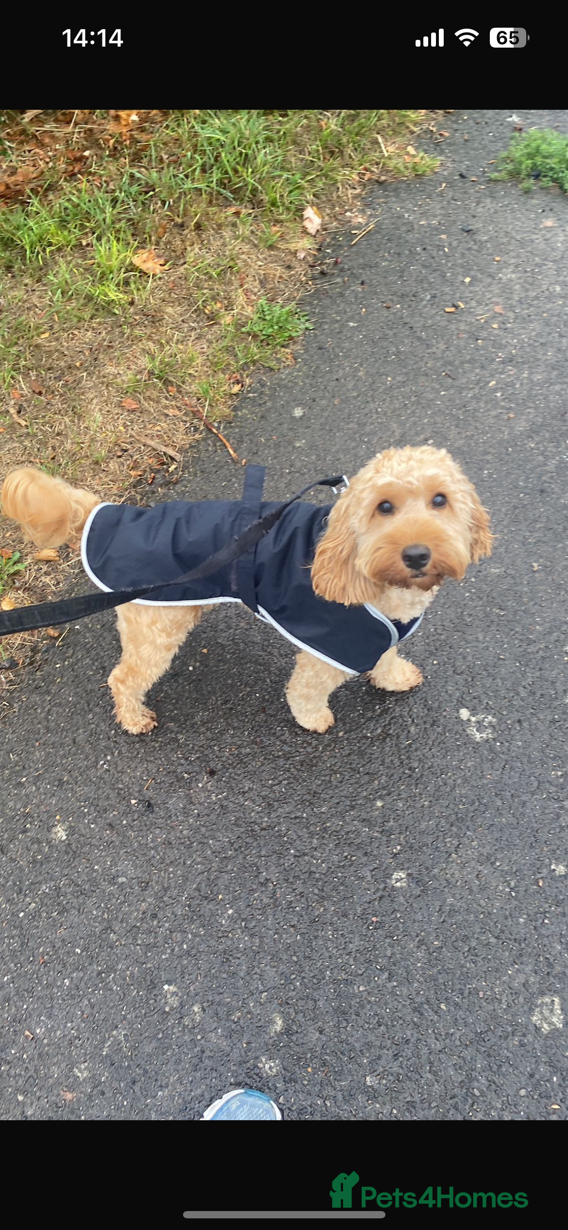 Cockapoo dogs F1 B cockapoo Puppy female  - Advert 1