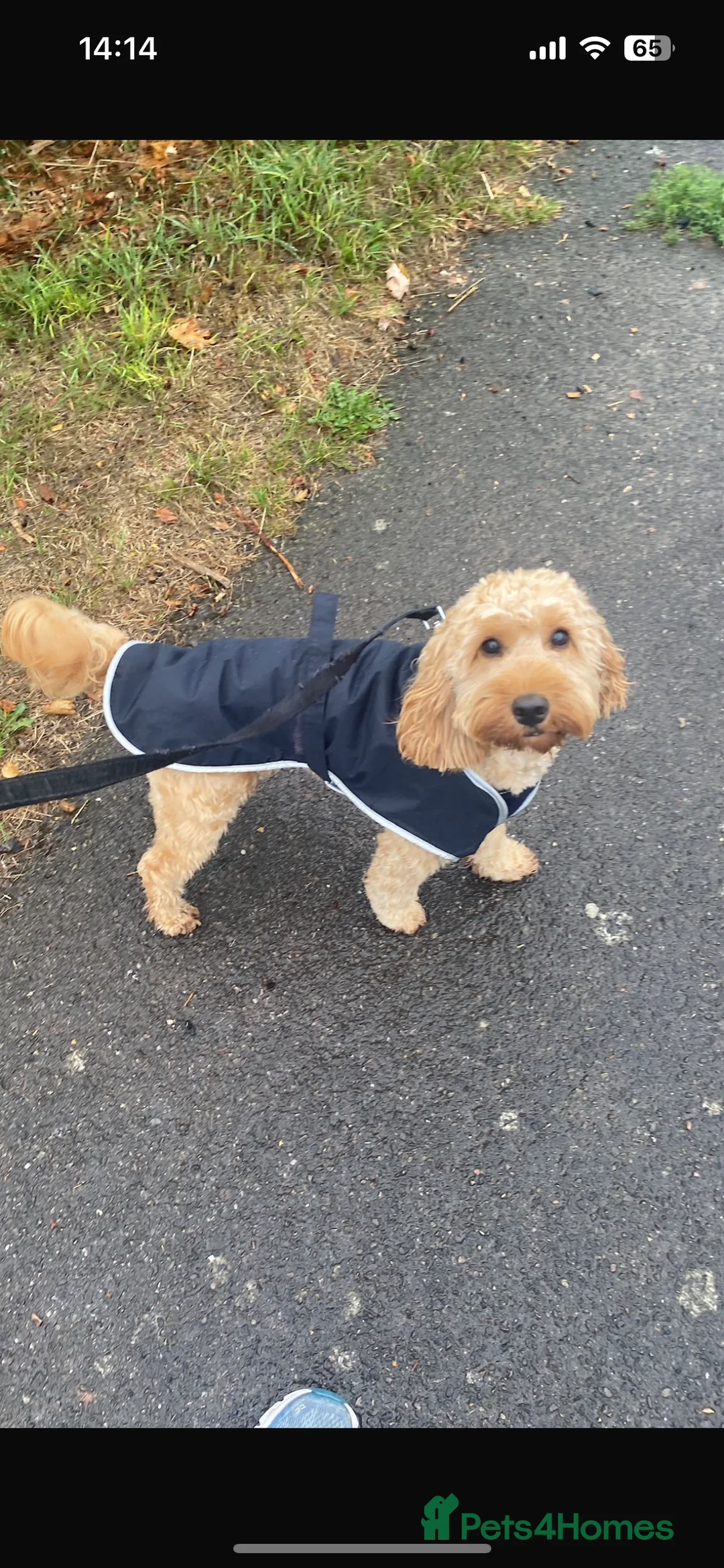 Cockapoo dogs for sale: F1 B cockapoo Puppy female  - Advert 2