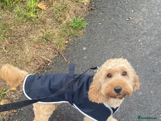 Cockapoo dogs F1 B cockapoo Puppy female - Advert 1