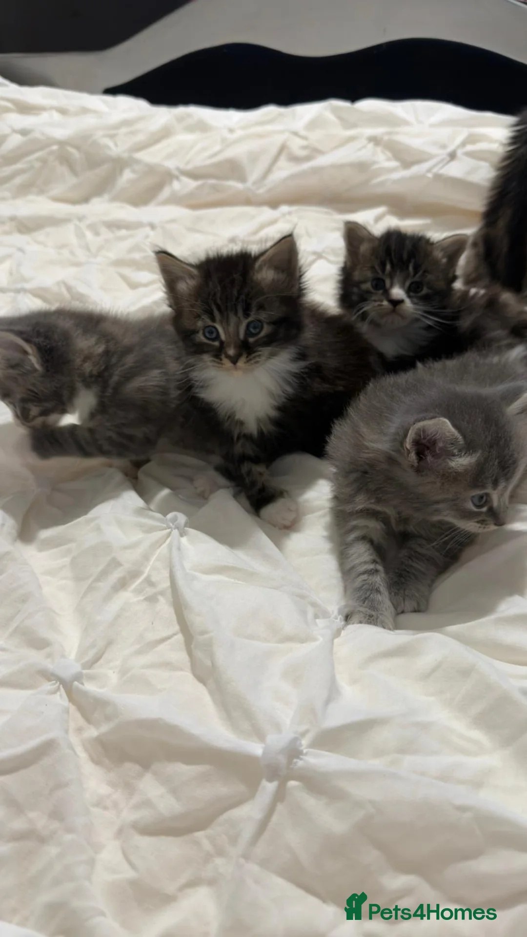 Maine Coon cats for sale: Outstanding Maine coon kittens! - Advert 2