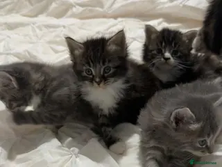 Maine Coon cats Outstanding main coone kittens! - Advert 1