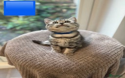 British Shorthair cats for sale: Beautiful registered British Shorthaired Kittens - Image 23