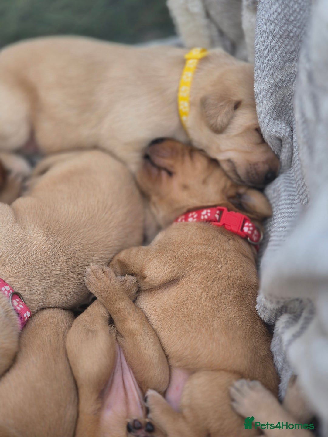 Labrador Retriever dogs for sale: Fox Red Labrador Puppies  - Image 4