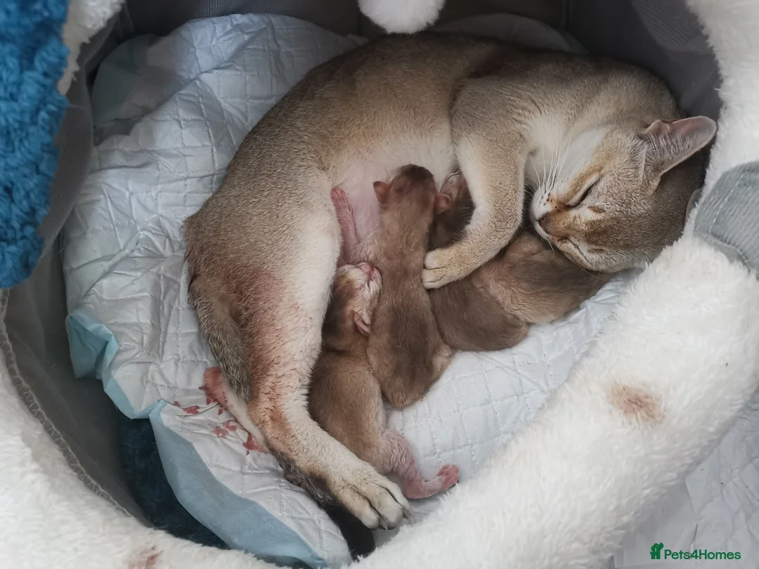 Singapura cats for sale: Stunning Singapura kittens  - Advert 17