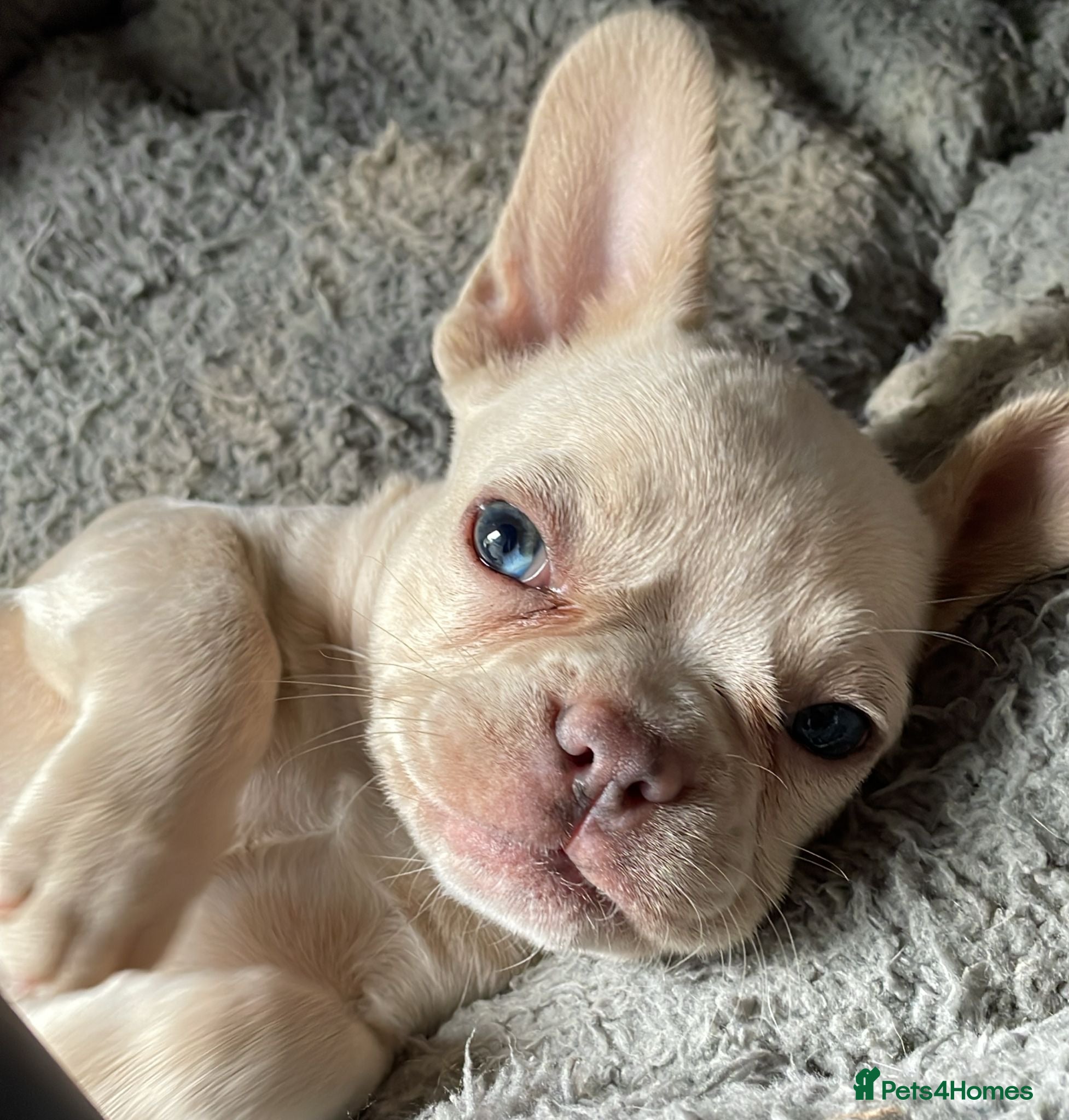 French Bulldog dogs  French Bulldog Puppies – Beautiful, Rare Colours - Advert 1