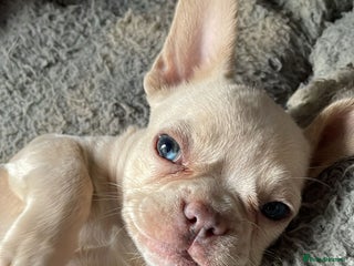 French Bulldog dogs - Advert 5