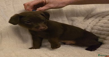 Patterdale Terrier dogs - Advert 6