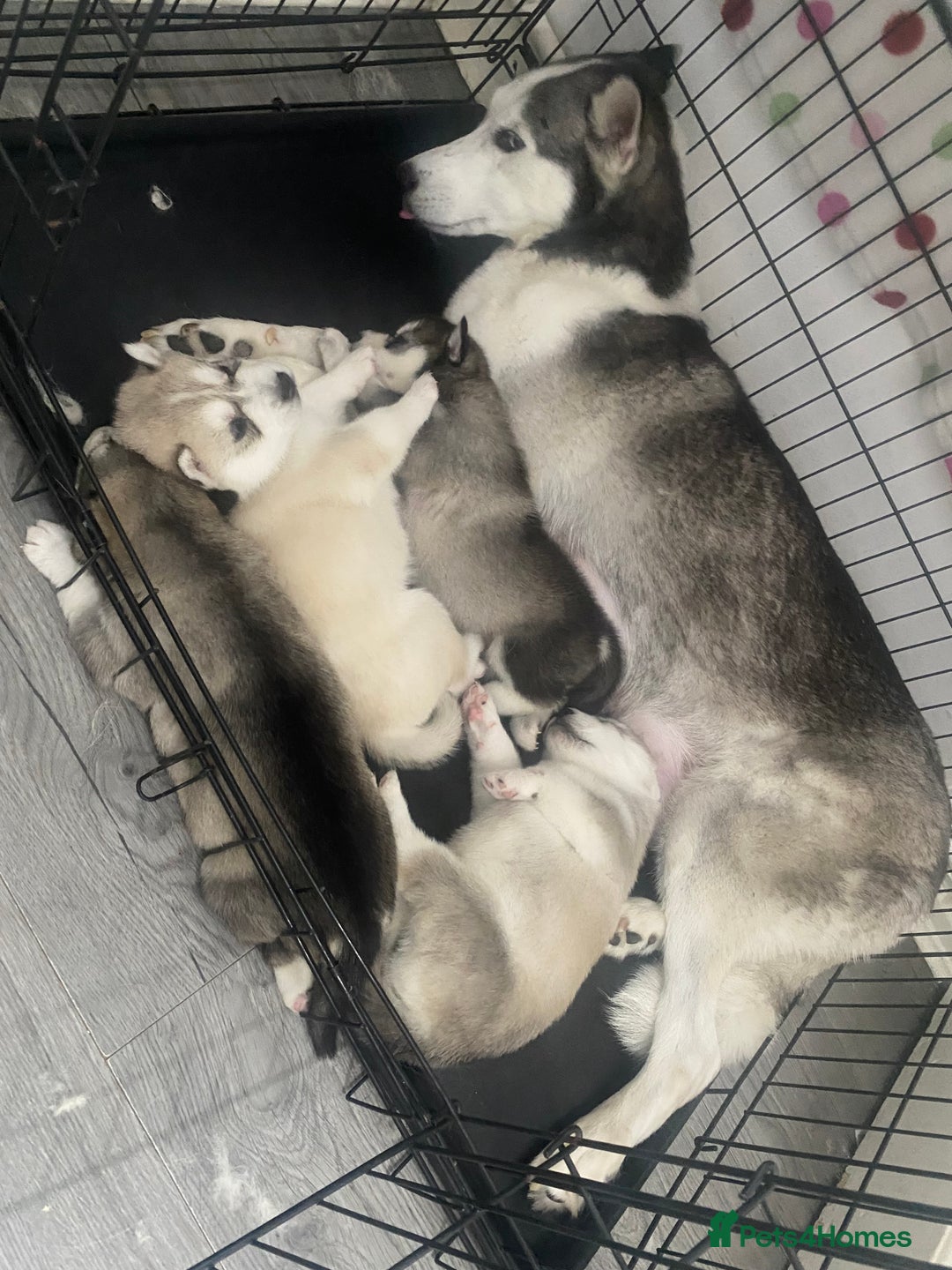 Siberian Husky dogs for sale: Full breed husky puppies - Image 9