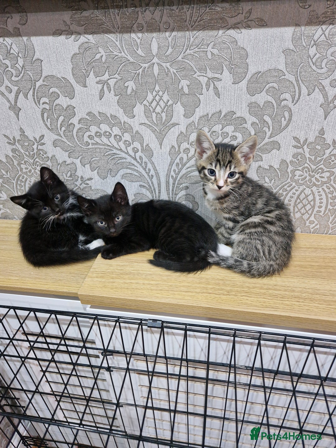 Domestic Shorthair cats for sale: Black and white kitten - Advert 2