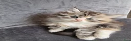 British Longhair cats for sale: Beautiful British kittens  - Advert 1