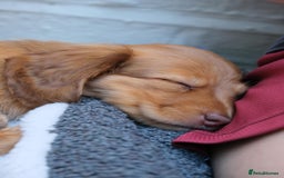 Miniature Dachshund dogs for sale: Miniature dachshunds - READY TO GO - Image 13