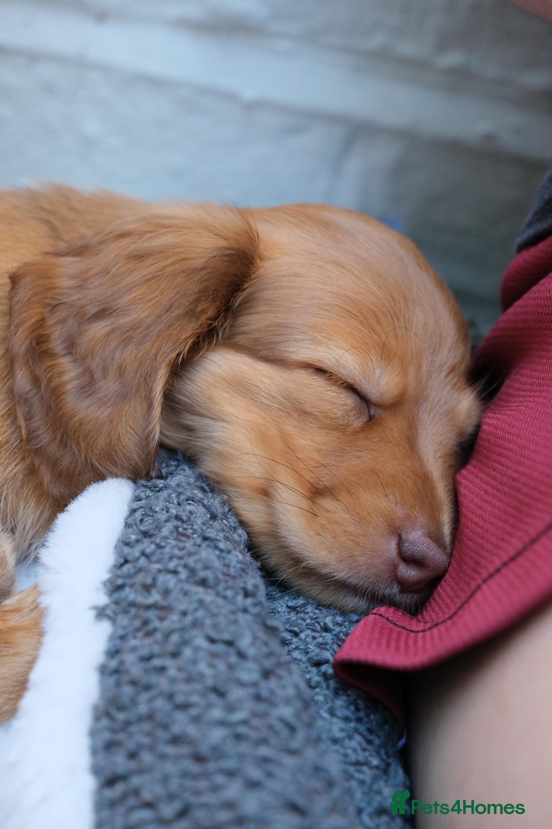 Miniature Dachshund dogs for sale: Miniature dachshunds - READY TO GO - Image 13