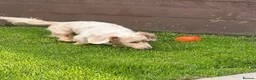 Dachshund dogs for sale: Dotty is pregnant!  - Advert 11