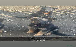 German Shepherd dogs for sale: Stunning blood line german shepherd puppy  - Image 6