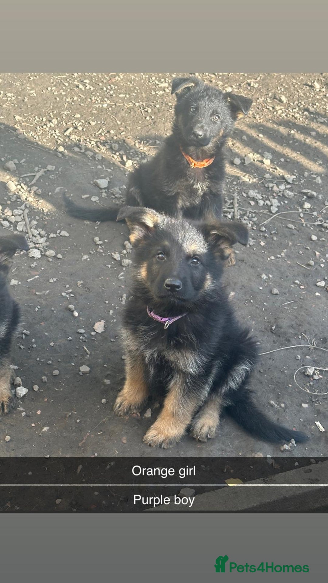 German Shepherd dogs for sale: Stunning blood line german shepherd puppy  - Image 6