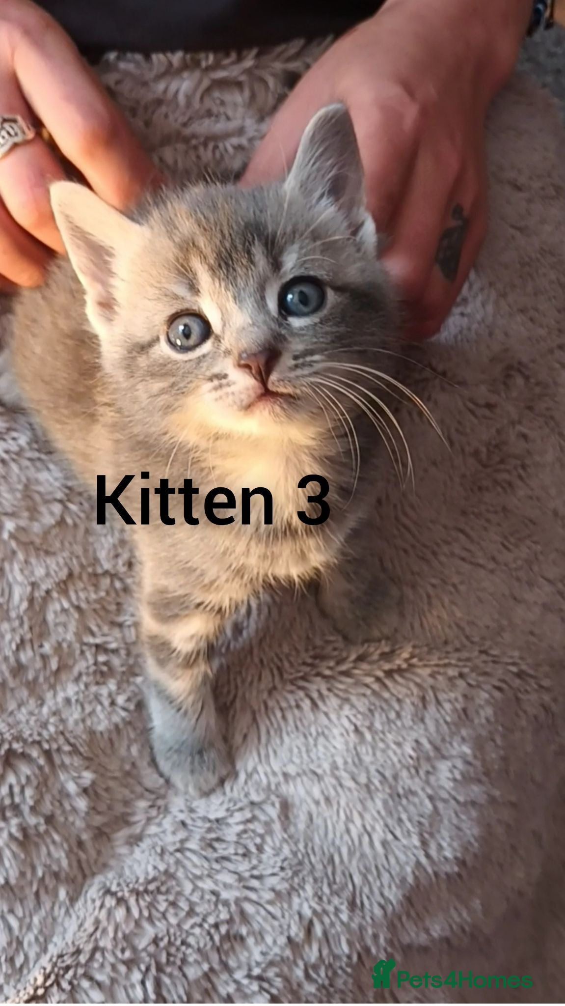 Mixed Breed cats Beautiful Babies - Advert 1