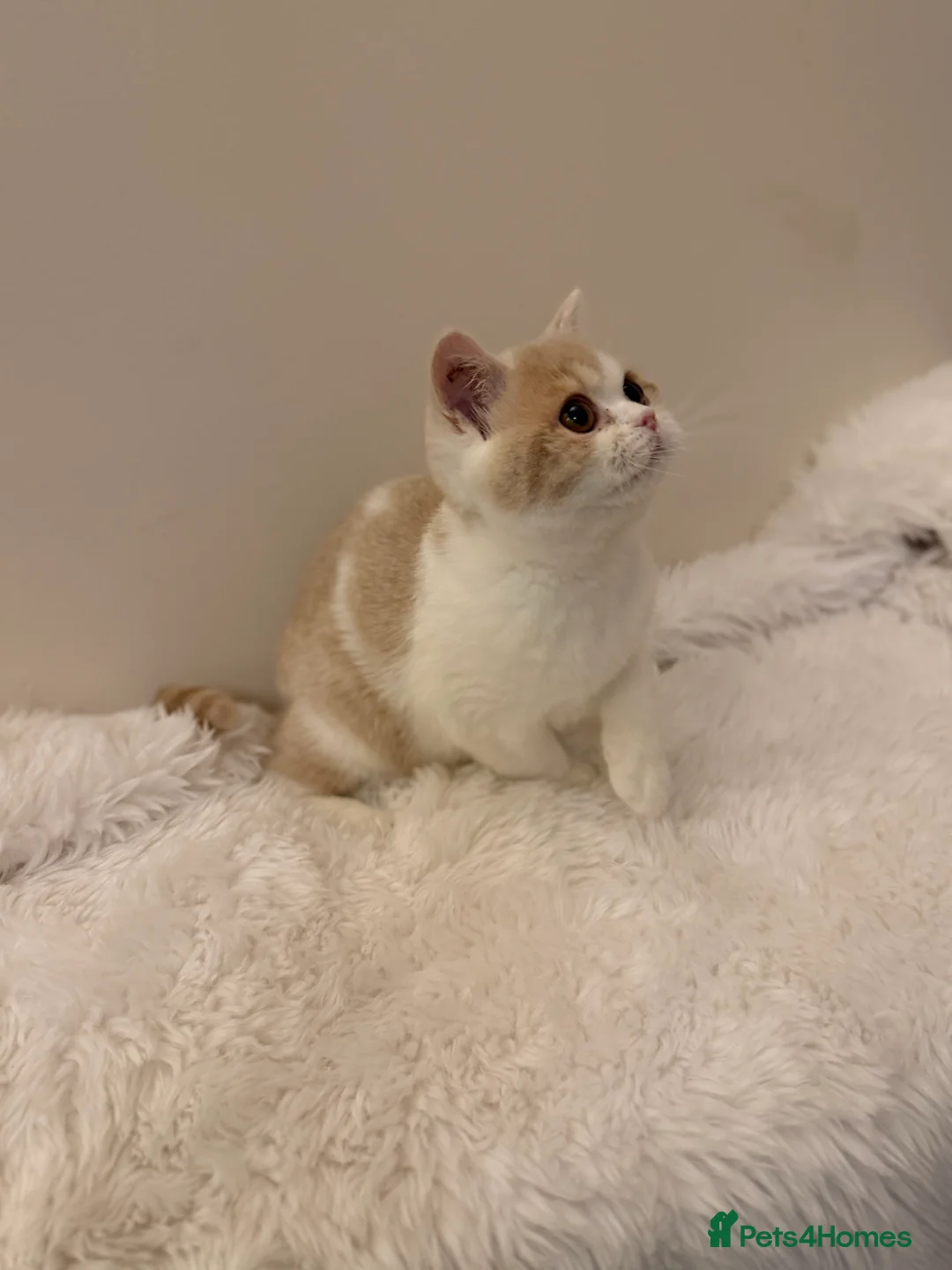 British Shorthair cats for sale: Full Pedigree Registered BSH  - Advert 29