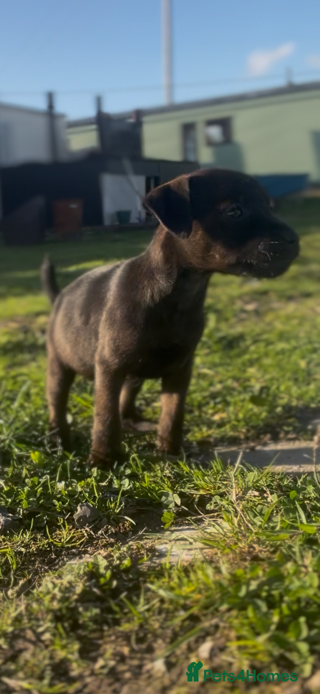 Mixed Breed dogs for sale: Patterdale x Lakeland terrier pups 2 left - Advert 3