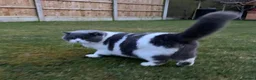 British Shorthair cats for sale:  GCCF Pedigree — Champion Bloodline Babies - Advert 4