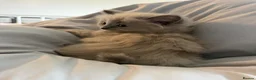 Ragdoll cats for sale: LAST FEMALE  - Advert 4