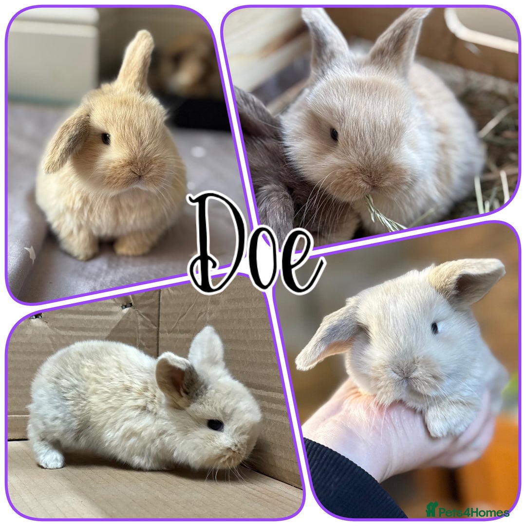 Mini Lop rabbits for sale: Pure mini lop babies - Advert 1