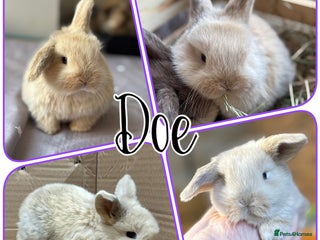 Mini Lop rabbits Pure mini lop babies - Advert 1