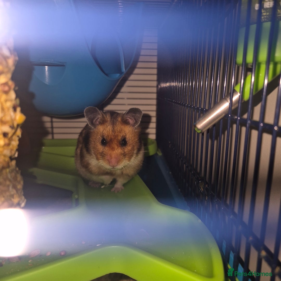 Hamster rodents for sale: Beautiful friendly female hamster  - Image 2