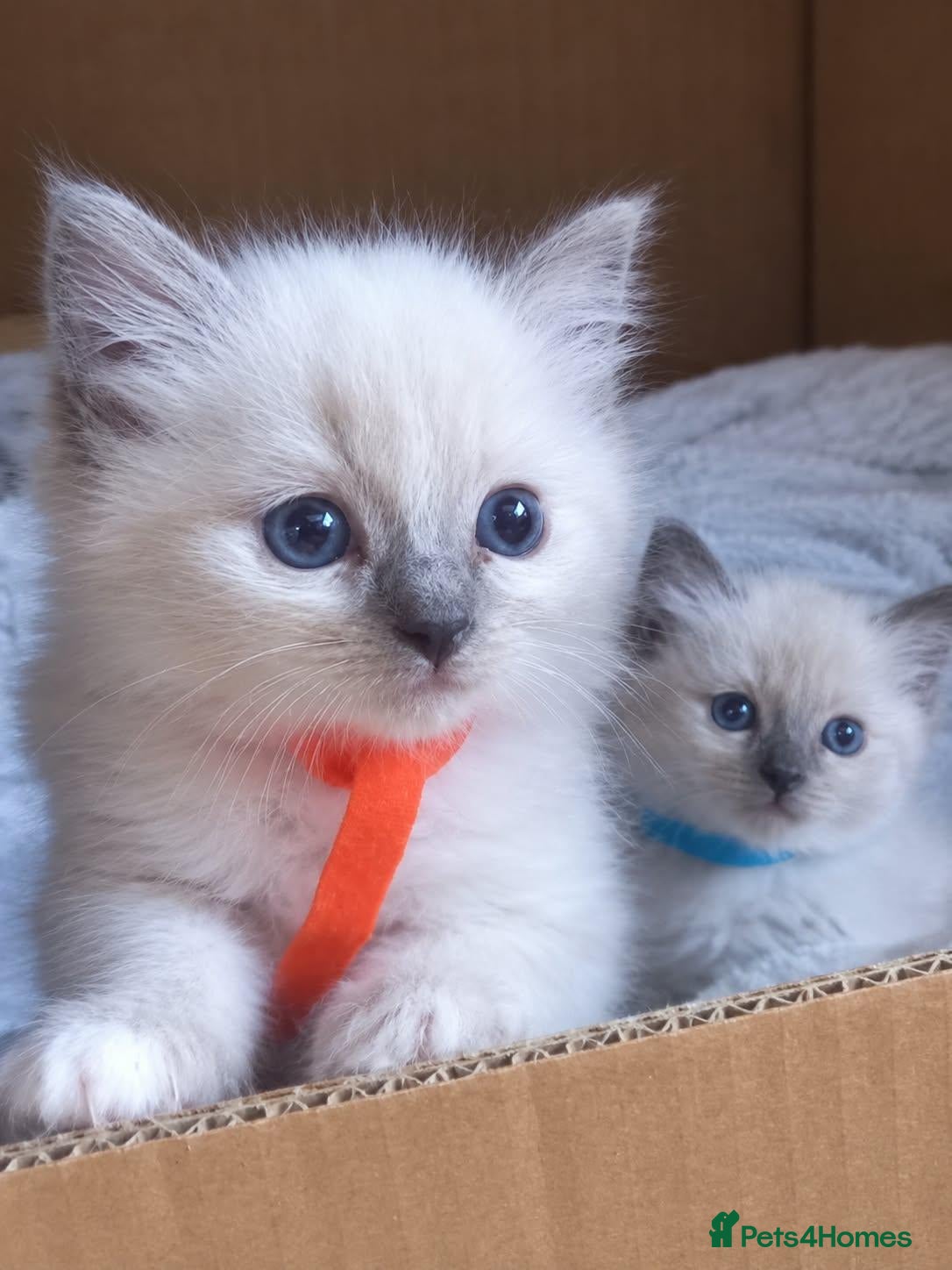 Ragdoll cats Ragdoll - Advert 4