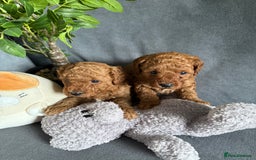 Cavapoo dogs for sale: F1B cavapoo puppies - Image 5