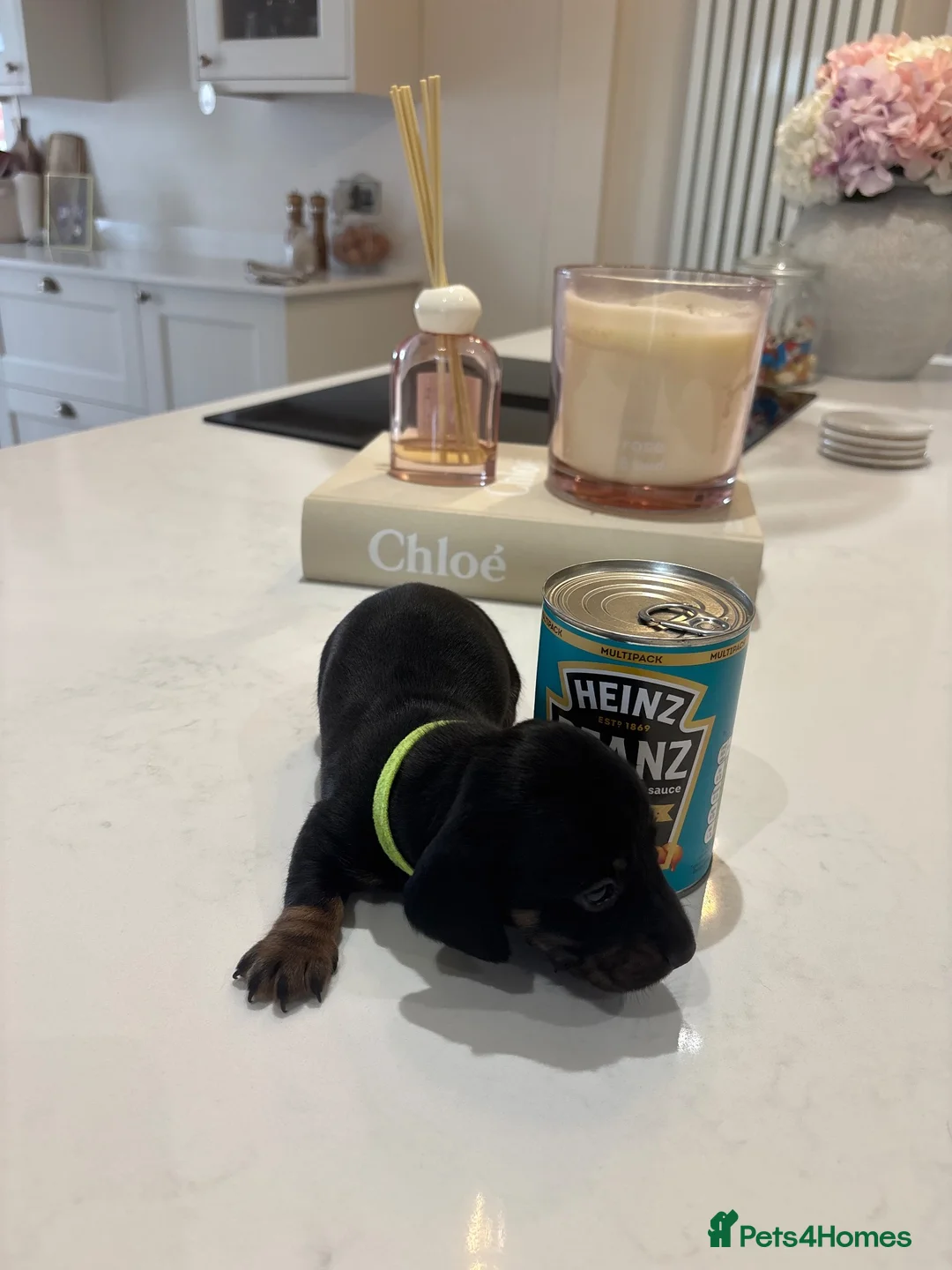 Miniature Dachshund dogs for sale: Long hair/short hair miniature dachshund💖 - Advert 19