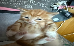 Mixed Breed cats for sale: 3 boy kittens - Image 5