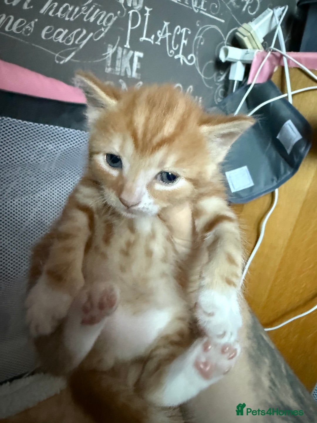Mixed Breed cats for sale: 3 boy kittens - Image 5