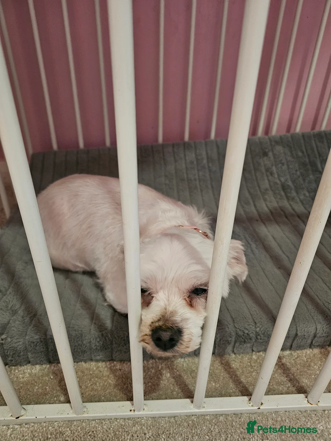 Maltese dogs for sale: 8yr old maltese looking for loving home - Advert 2
