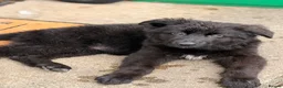 German Shepherd dogs for sale: 🐾 KC Registered German Shepherd Puppies 🐾 - Advert 4