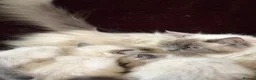 Ragdoll cats for sale: Beautiful Seal Point Kittens - Advert 4