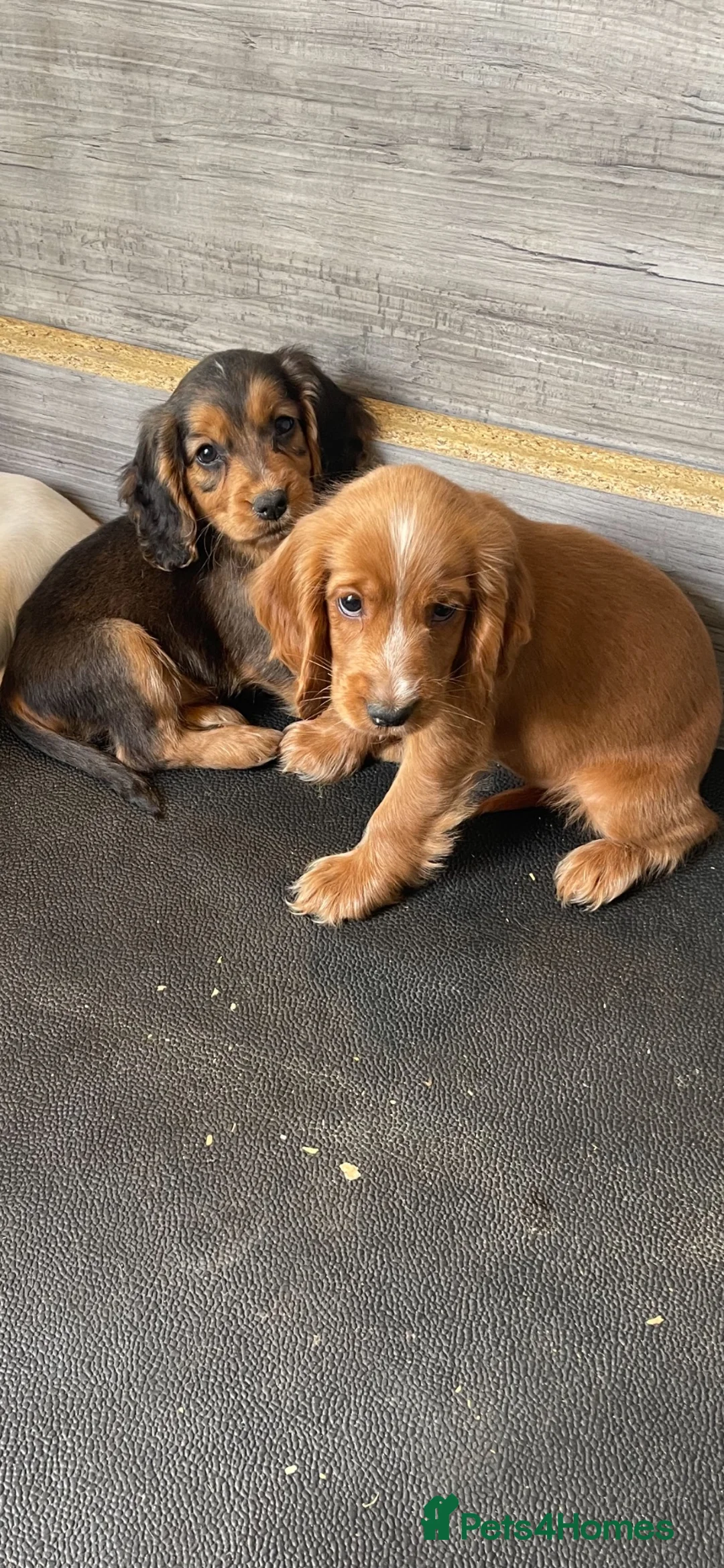 Cocker Spaniel dogs for sale: COCKER SPANIEL PUPS - Advert 10