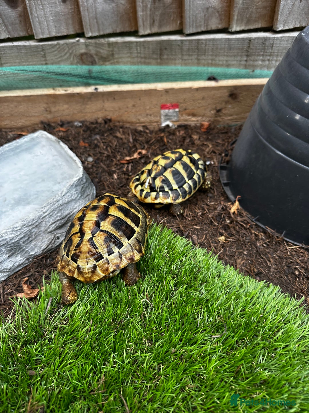 Hermann Tortoise reptiles for sale: 2year Old Hermann Tortoise - Image 2