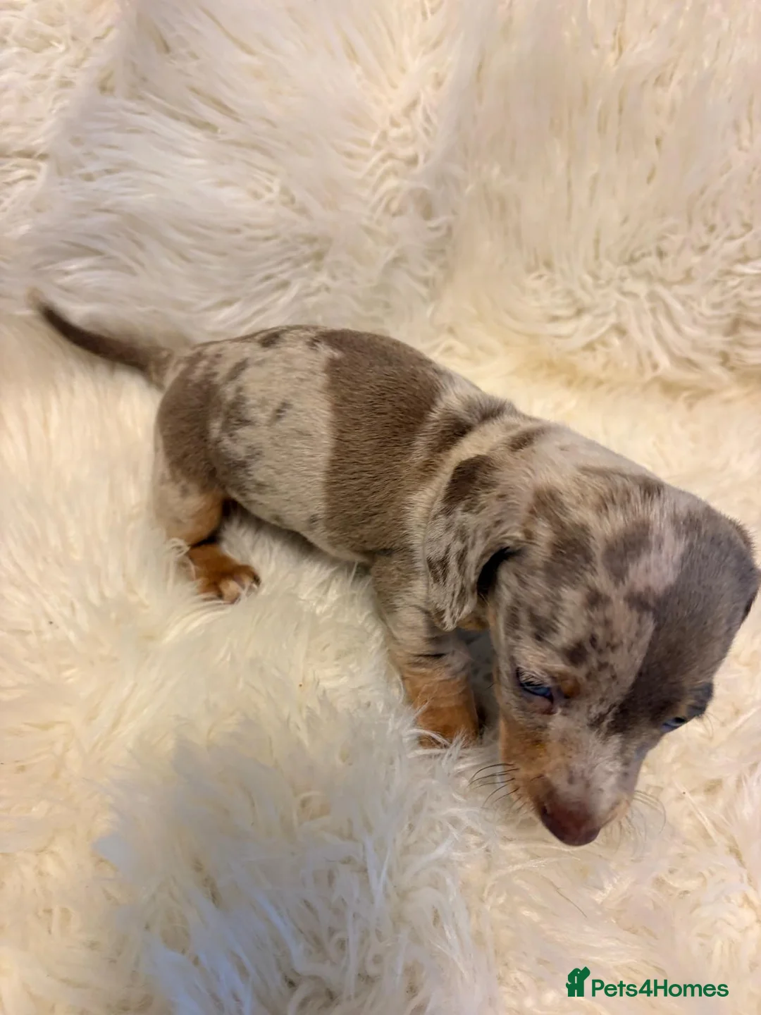 Miniature Dachshund dogs for sale: READY to GO FULL Vac Mini Dachshund smooth  - Advert 22