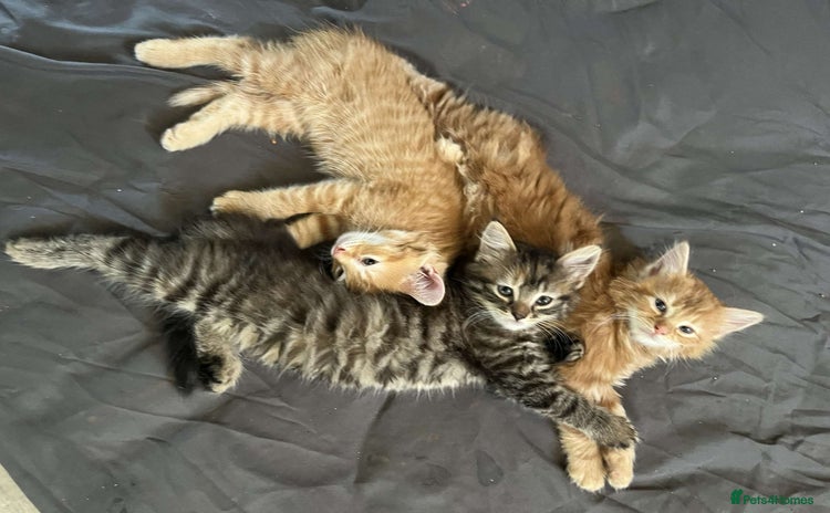 Mixed Breed cats - Advert 3
