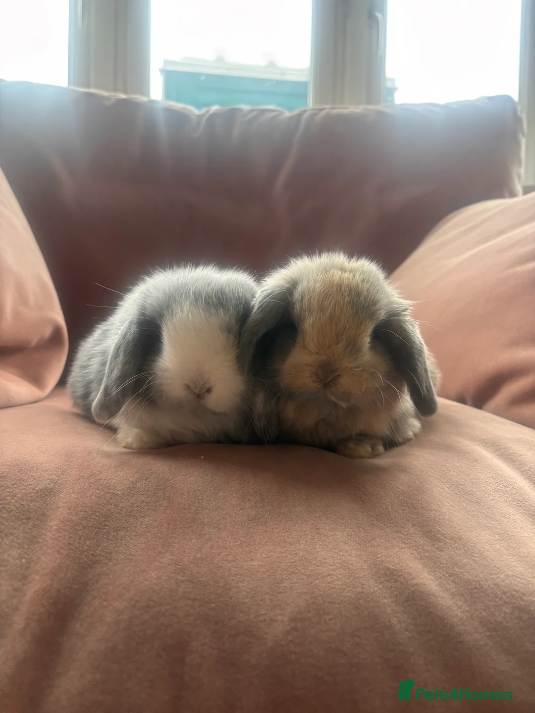 Mini Lop rabbits for sale: Mini lop babies - Advert 2